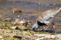 Horizontal portrait of southern lapwing (Vanellus Chilensis) walking and looking for food on shallow water Royalty Free Stock Photo