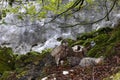 horizontal portrait of two vultures eating a dead bird. birds of prey in their habitat, a beech forest with rock in the background