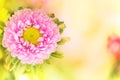 A horizontal presentation of a pink flower. Royalty Free Stock Photo