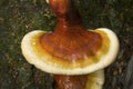 Horizontal reishi mushrooms on bark, Valley Falls Park, Vernon,