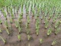 A Horizontal rice farm in sky view background