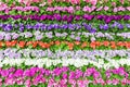 Horizontal rows of various colored flowers
