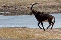 Horizontal sable antelope running Royalty Free Stock Photo