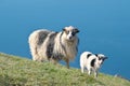 Faroese sheep ewe with lamb on Island Streymoy StrÃÂ¸mÃÂ¸ of the Faroe islands. Royalty Free Stock Photo