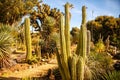 Horizontal scenic view of Arizona cactus garden in Stanford university, Palo Alto, California, USA. Botanical cactus garden in