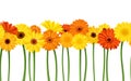 Horizontal seamless background with gerbera flowers. Vector illustration. Royalty Free Stock Photo
