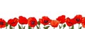 Horizontal seamless border with hand drawn red poppy flowers isolated on white background Royalty Free Stock Photo