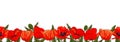 Horizontal seamless border with hand drawn red poppy flowers isolated on white background Royalty Free Stock Photo