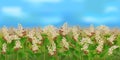 Horizontal seamless buckwheat field with the blue sky Royalty Free Stock Photo