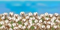 Horizontal seamless cotton field with the blue sky Royalty Free Stock Photo