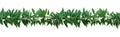 Horizontal seamless nature border with green leaves twisted vines ivy plant, bunch of skunkvine or or Chinese fever vine tropical