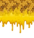 Horizontal seamless pattern full color background of honey comb with flowing down transparent honey isolated on a white background