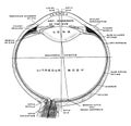 Horizontal Section of Eye, vintage illustration