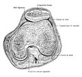 Horizontal Section Through Knee Joint, vintage illustration