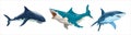 Horizontal set of different sharks in vector. Several sharks in motion and different colors and a shark hanging on a