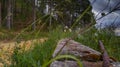 Horizontal shot of an abandoned forest and some greenery under a cloudy sky