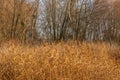 Horizontal shot of autumn dead grass