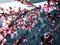 Horizontal shot of a beautiful cherry blossom during daytime which is a sign of spring