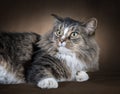 Beautiful Domestic Long-Haired Cat Laying on Side