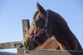 Horizontal shot of a beautiful saddle horse at corral fence against blue sky Royalty Free Stock Photo