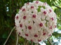 Horizontal shot of a beautiful white hoya flower on a greenery background Royalty Free Stock Photo