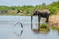 Horizontal shot of birds and an elephant near a lake drinking water surrounded by green nature Royalty Free Stock Photo