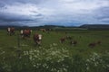 Horizontal shot of brown and white cows in the green field during daytime under the cloudy sky Royalty Free Stock Photo