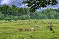 Horses Grazing In Rainy Field Royalty Free Stock Photo