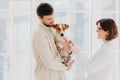Horizontal shot of caring dog owner carries pet on hands, shows to animal specialist. Jack russell terrier being examined by vet Royalty Free Stock Photo