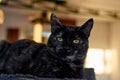 Horizontal shot of a cautious black domestic cat resting on the couch