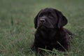 Cute black puppy Labrador Retriever isolated on a background of green grass Royalty Free Stock Photo