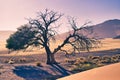 Horizontal shot of dying tree in the desert of Sossusvlei, Namibia, dramatic light during golden hour Royalty Free Stock Photo