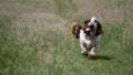 Horizontal shot of an excited English setter running towards the camera in a green field Royalty Free Stock Photo