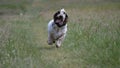 Horizontal shot of an excited English setter running towards the camera in a green field Royalty Free Stock Photo