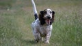 Horizontal shot of an excited English setter running towards the camera in a green field Royalty Free Stock Photo