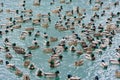 Horizontal shot of a flock of mallards and ducks swimming on the blue water during daylight