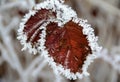 Horizontal shot of frost-covered autumn leaves, the first snow Royalty Free Stock Photo