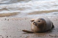 Horizontal shot of a funny seal laying and lazy on the beach after swimming