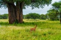 Horizontal shot of a gazelle next to a big tree in a wide green field during daylight Royalty Free Stock Photo