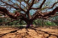 Giant rain tree - Super big rain tree - ancient rain tree - large Acacia tree with big branches