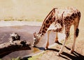 Horizontal shot of a giraffe drinking water in the African animal enclosure Royalty Free Stock Photo