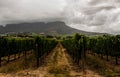 Horizontal shot of grape croplands and some hills in the back under the cloudy sky