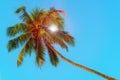 Horizontal shot - green coconut palms and blue sky.