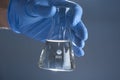 A hand in a medical glove holds a laboratory flask of liquid on a gray background. The concept of a chemical laboratory Royalty Free Stock Photo