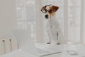 Horizontal shot of jack russell terrier dog leans paws on white table, wears funny transparent glasses, works on laptop computer Royalty Free Stock Photo