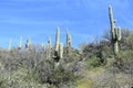 Horizontal shot of a landscape with saguaro cactus in the Sonoran Desert north of Phoenix, Arizona