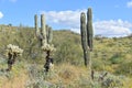 Horizontal shot of a landscape with saguaro cactus in the Sonoran Desert north of Phoenix, Arizona Royalty Free Stock Photo