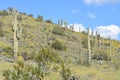 Horizontal shot of a landscape with saguaro cactus in the Sonoran Desert north of Phoenix, Arizona