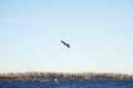 A horizontal shot of a large crow flies over the surface of the water, flapping its large wings Royalty Free Stock Photo