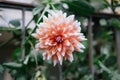 A horizontal shot of a large-feathered dahlia. The beautiful flower on the macro shot is nice Royalty Free Stock Photo